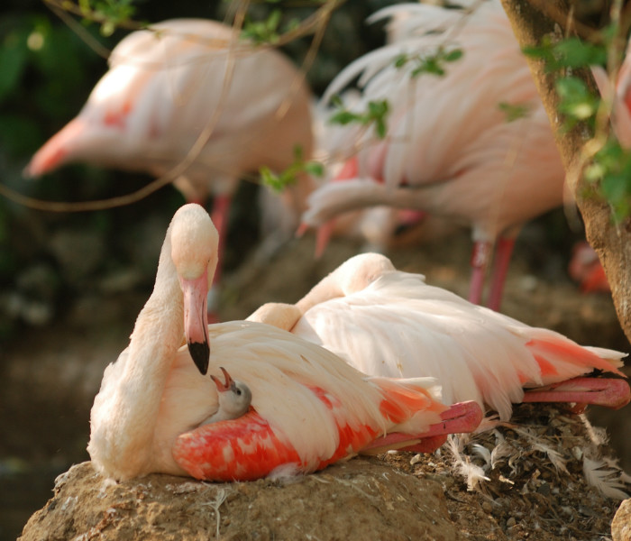 Il fenicottero rosa ambasciatore delle “terre d’acqua”