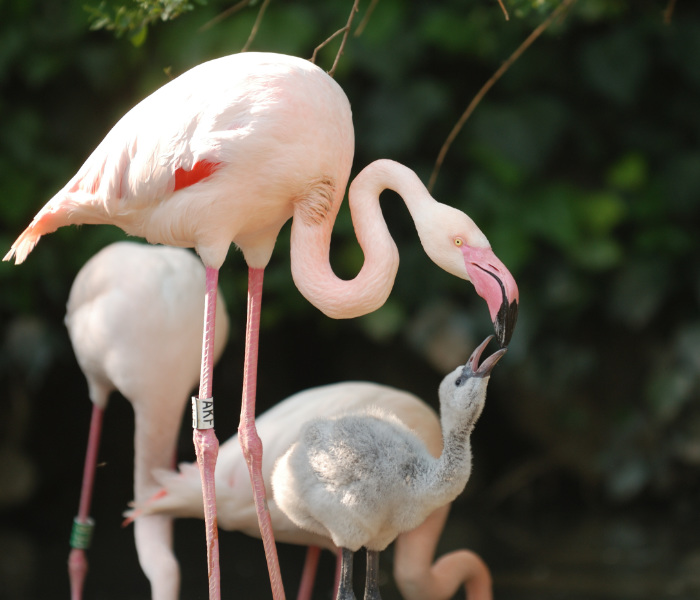 Il fenicottero rosa ambasciatore delle “terre d’acqua”