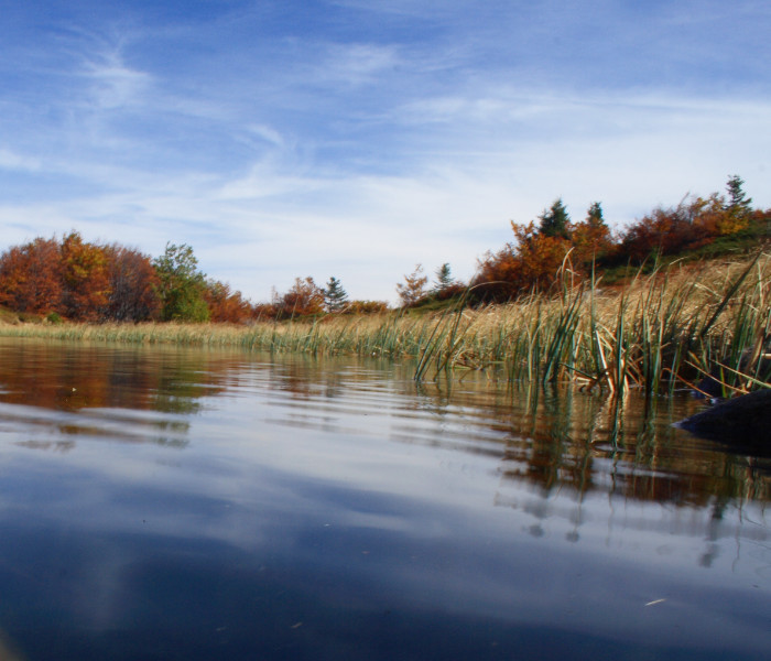 Il fenicottero rosa ambasciatore delle “terre d’acqua”