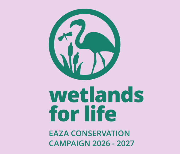 Il fenicottero rosa ambasciatore delle “terre d’acqua”